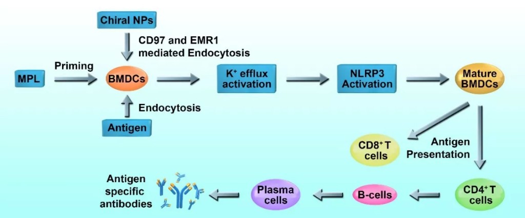 江南大学胥传来团队首次发现高效介导免疫应答的手性纳米免疫佐剂(图2)