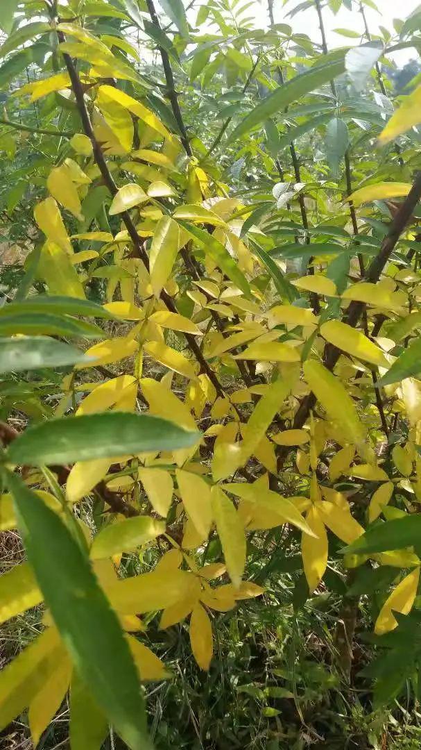 案例分析：花椒管理的关键时期切勿滥用农药(图2)