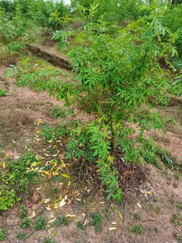 案例分析：花椒管理的关键时期切勿滥用农药(图4)