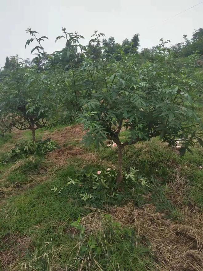 案例分析：花椒管理的关键时期切勿滥用农药(图3)