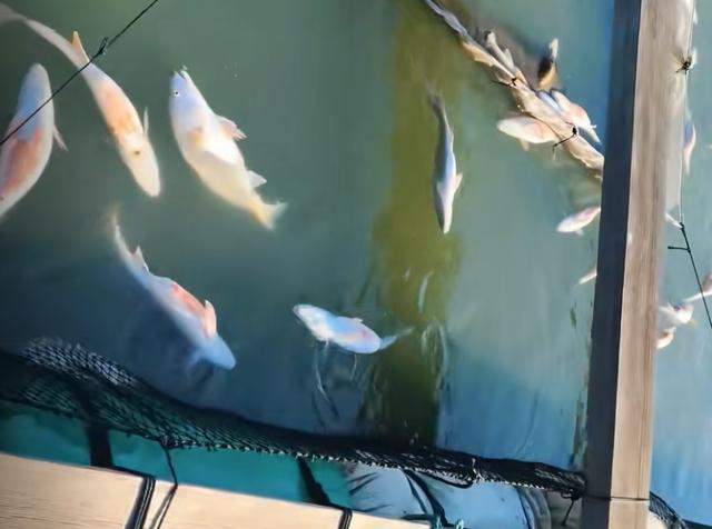 一觉醒来河南一鱼塘的鱼全变“仰泳鱼”网友：超市来你这进货(图2)