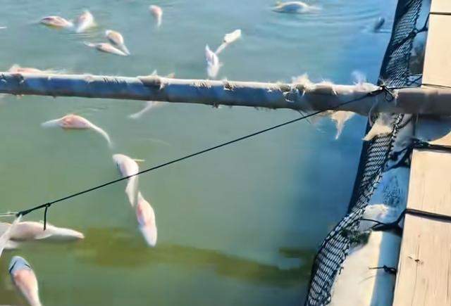 一觉醒来河南一鱼塘的鱼全变“仰泳鱼”网友：超市来你这进货(图3)