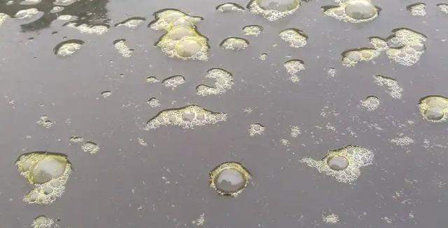 一觉醒来河南一鱼塘的鱼全变“仰泳鱼”网友：超市来你这进货(图12)