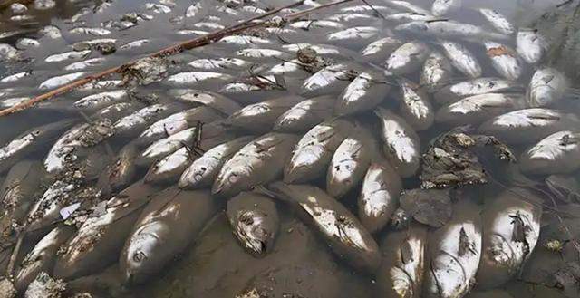 一觉醒来河南一鱼塘的鱼全变“仰泳鱼”网友：超市来你这进货(图13)