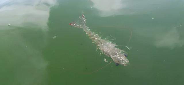 一觉醒来河南一鱼塘的鱼全变“仰泳鱼”网友：超市来你这进货(图11)