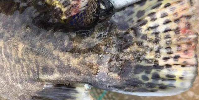 一觉醒来河南一鱼塘的鱼全变“仰泳鱼”网友：超市来你这进货(图9)