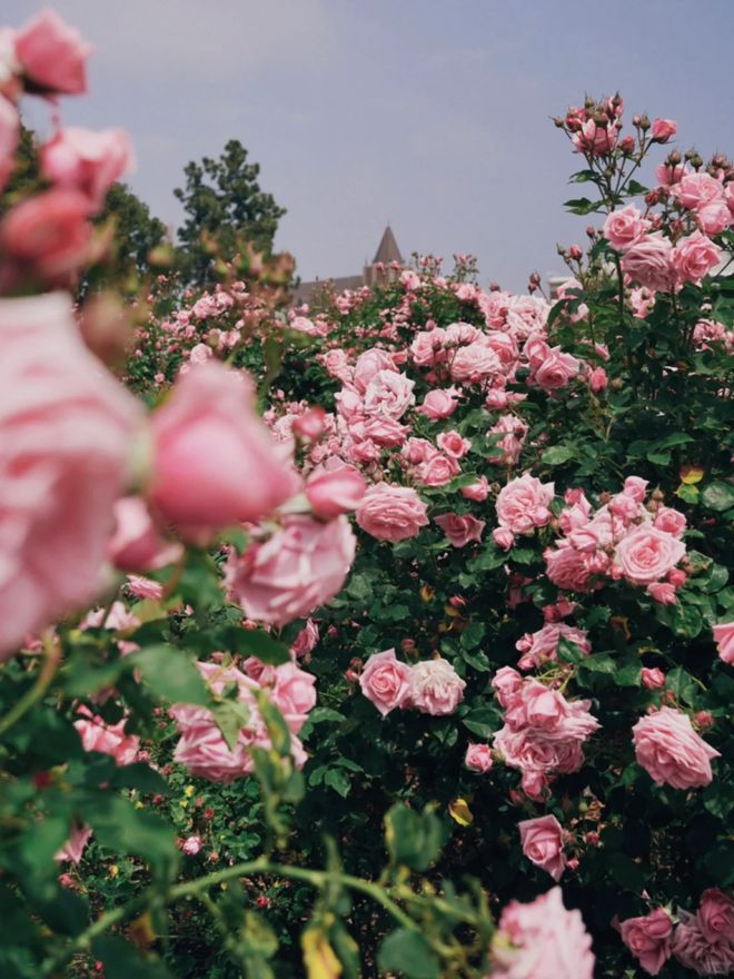 洗干净一条黄黄的内裤竟然这么简单！(图15)