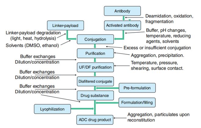 抗体偶联药物(ADC):CMC与表征概述(图4)