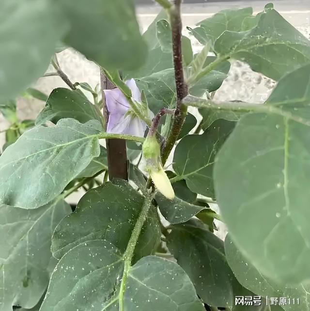 洗衣粉兑水三天灭白飞虱？老农亲测半亩番茄起死回生(图2)