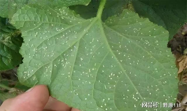 洗衣粉兑水三天灭白飞虱？老农亲测半亩番茄起死回生(图3)