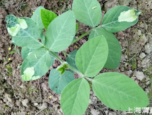 表面活性剂的种类有哪些？