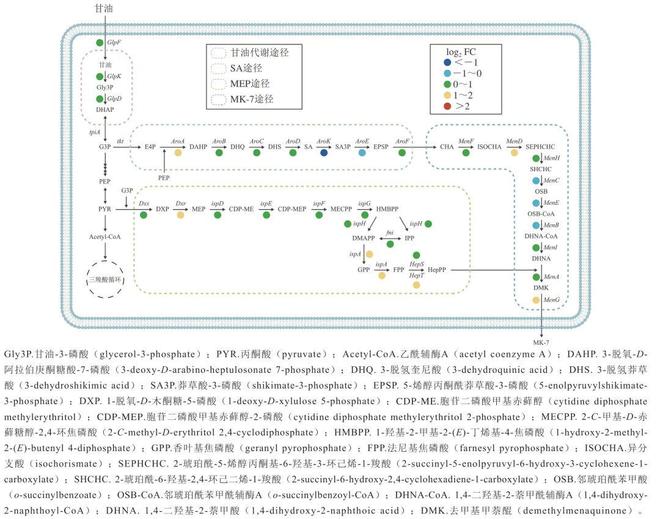 《食品科学》：安徽工程大学刘艳教授等：表面活性剂介导的膜透化对枯草芽孢杆菌工程菌产甲萘醌-7的影响(图2)