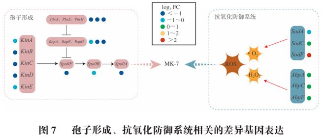 《食品科学》：安徽工程大学刘艳教授等：表面活性剂介导的膜透化对枯草芽孢杆菌工程菌产甲萘醌-7的影响(图3)