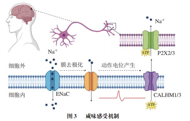 《食品科学》：中国农业大学毛立科副教授等：食品减盐策略研究进展(图7)