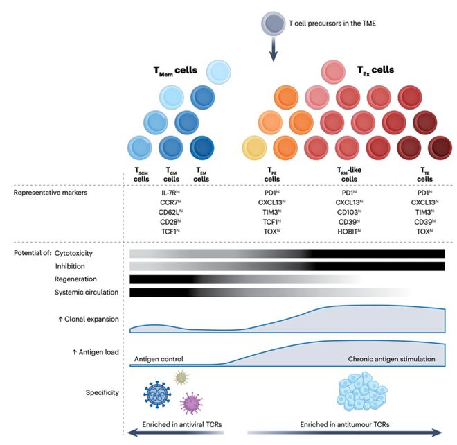 癌症免疫治疗中的T细胞景观(图1)