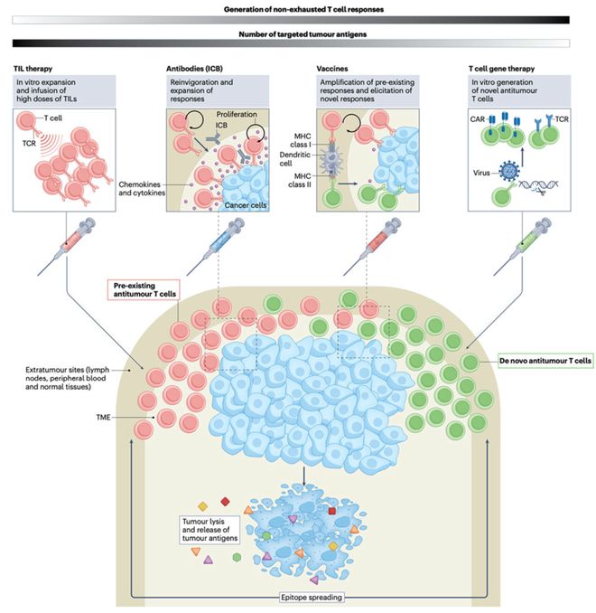癌症免疫治疗中的T细胞景观(图2)
