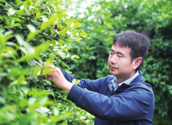 【湖湘有种】一树存双秋油中见山河(图3)